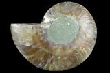 Agatized Ammonite Fossil (Half) - Madagascar #123287-1
